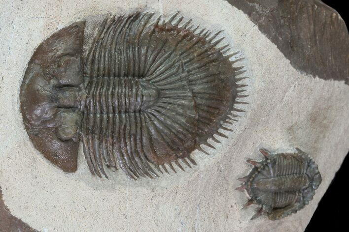 Thysanopeltella (Thysanopeltis) Trilobite & Two Basseiarge - Jorf #66951